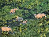 Africa 036 : Aerial View, Africa, Animal, Botswana, Delta, Elephant, Landscape, Mammal, Mombo, Okavango, Travel